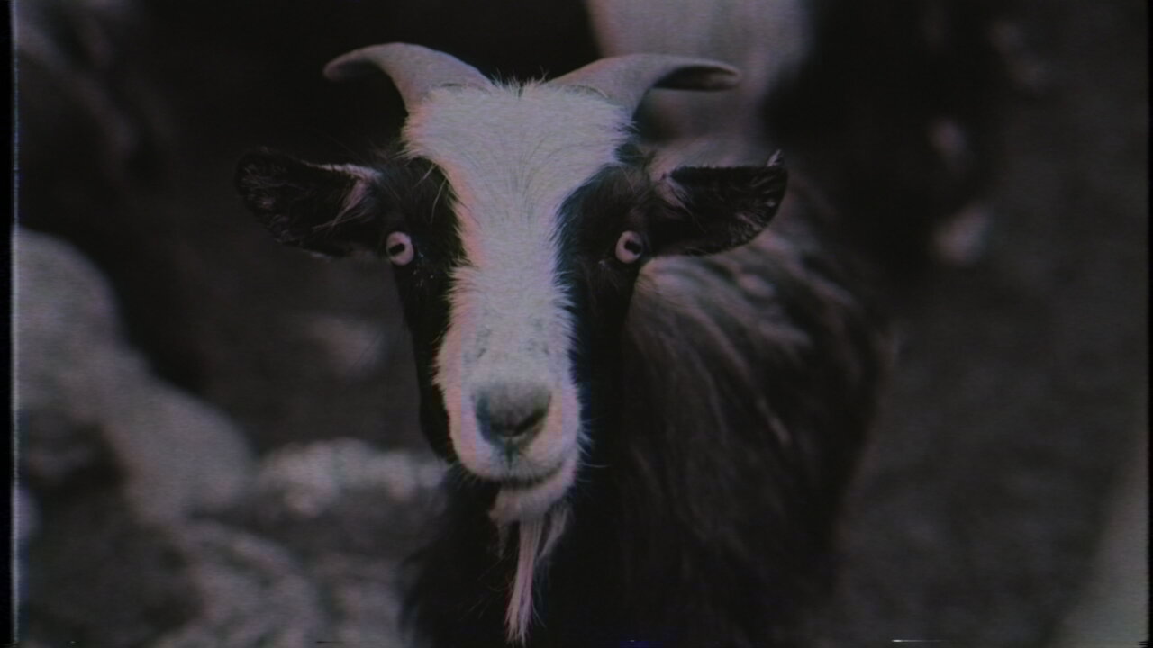 In the Barn of the Goat Giving Birth to Satan’s Spawn in a Dying World of Doom