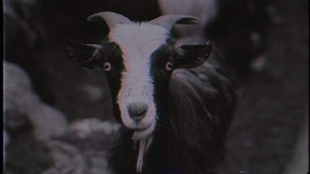 In the Barn of the Goat Giving Birth to Satan’s Spawn in a Dying World of Doom