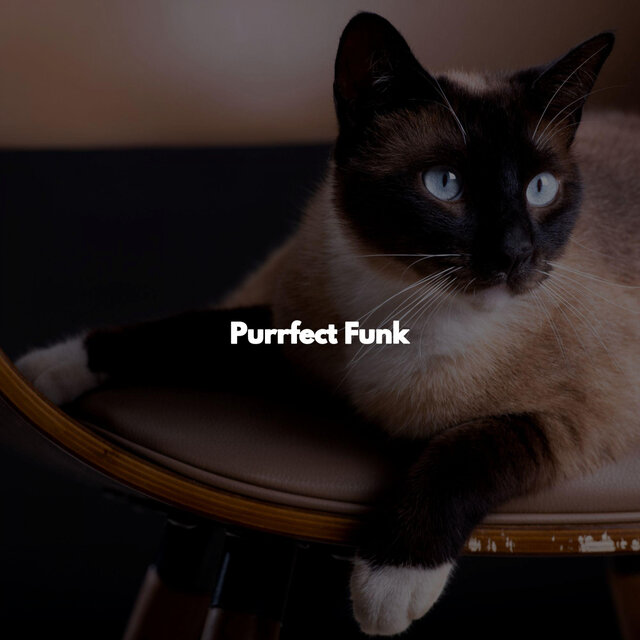 Purrfect Funk