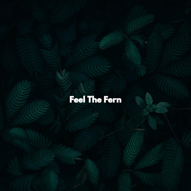 Feel The Fern