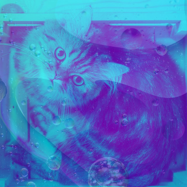 Music - Social Cats