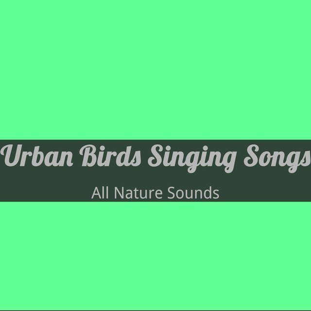 Urban Birds Singing Songs