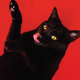 Cover art for album Big Colors by Ryan Adams