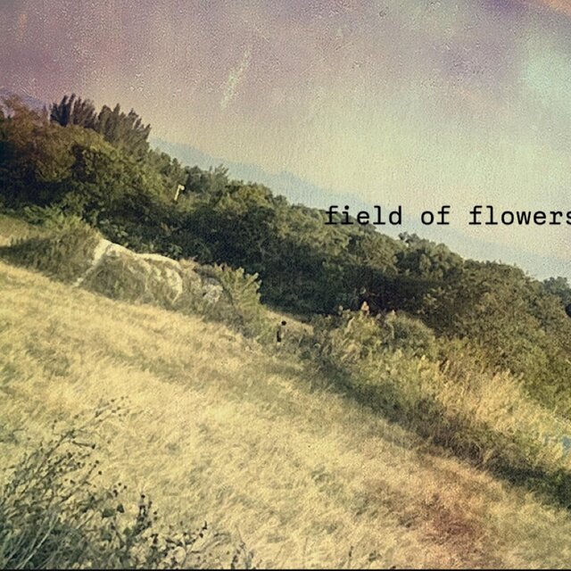 field of flowers