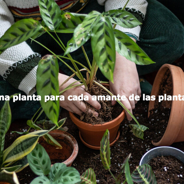 Una planta para cada amante de las plantas