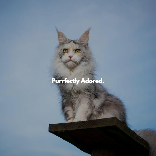 Purrfectly Adored.