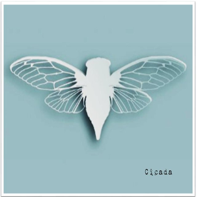 Cicada