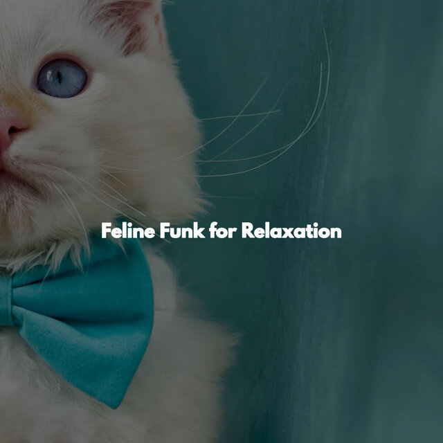 Feline Funk for Relaxation
