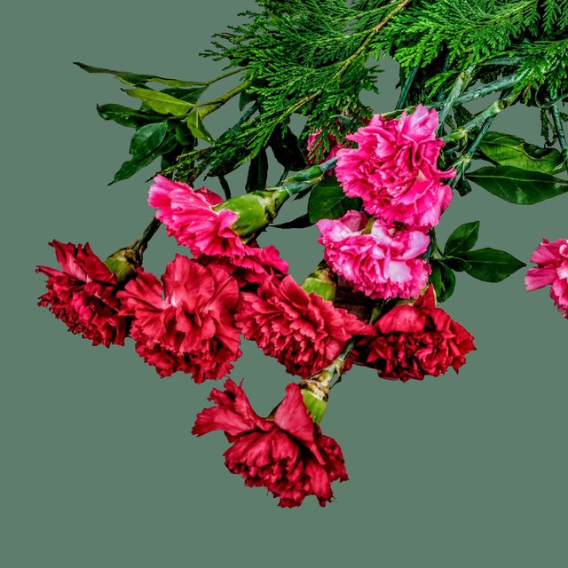 Tres Claveles