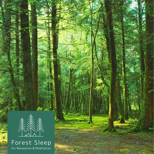 Forest Sleep for Relaxation & Meditation
