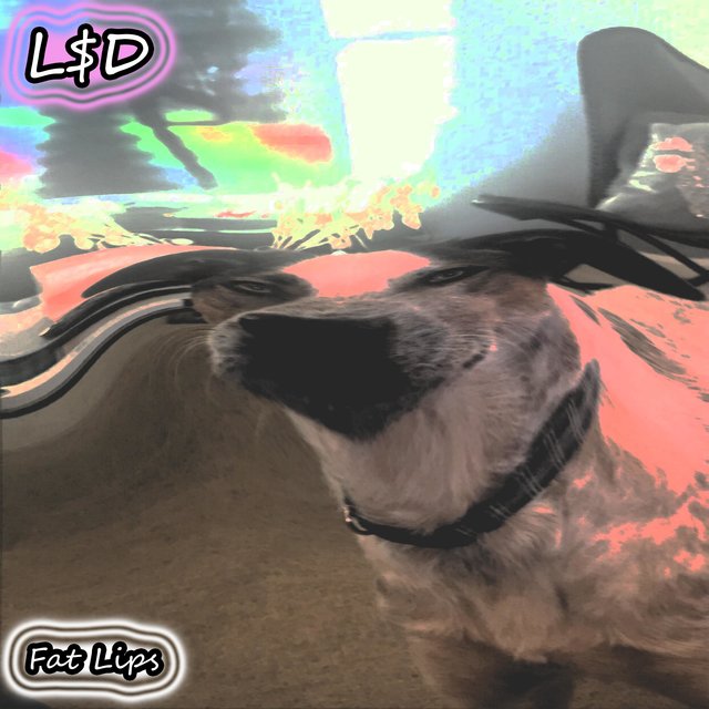 Lsd