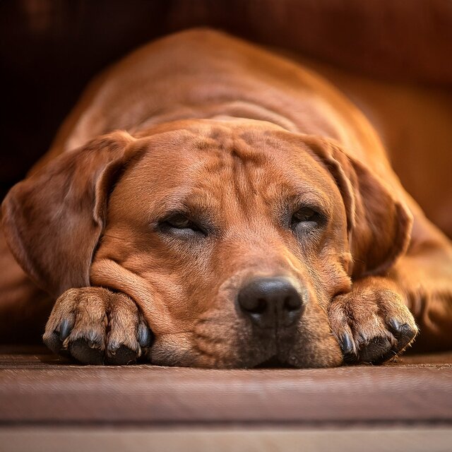 Peaceful Tails: Music For Calm Canines