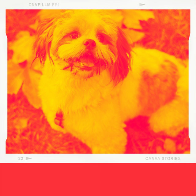Backdrop for Doggy Anxiety