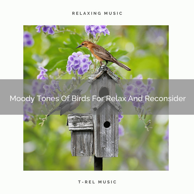 Moody Tones Of Birds For Relax And Reconsider