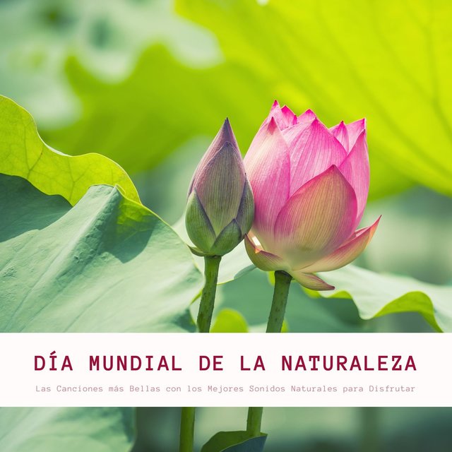 Día Mundial de la Naturaleza: Las Canciones más Bellas con los Mejores Sonidos Naturales para Disfrutar