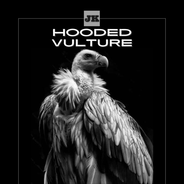 Hooded Vulture