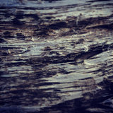 Night Swept the Forest