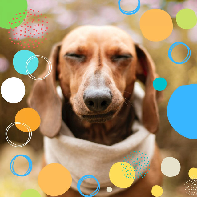 Bartione Sax solo - Ambiance for Dog Cafes