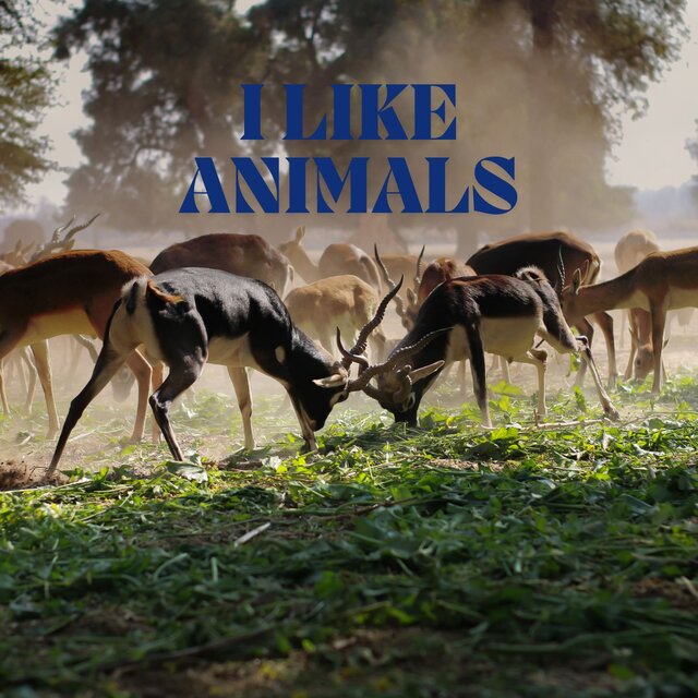 I Like Animals