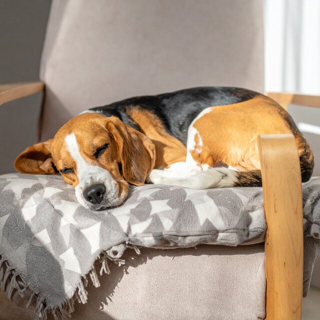 Música Para Perros: Vibraciones Serenas
