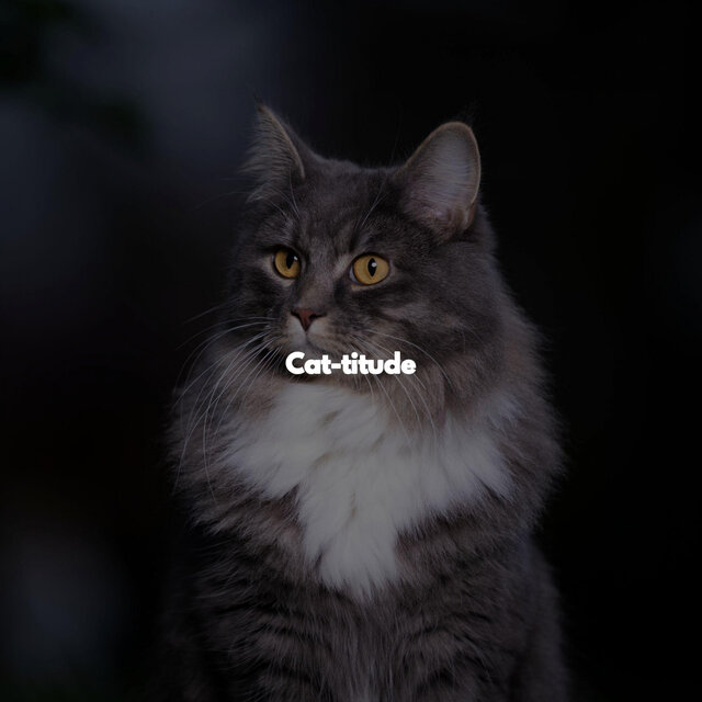Cat-titude