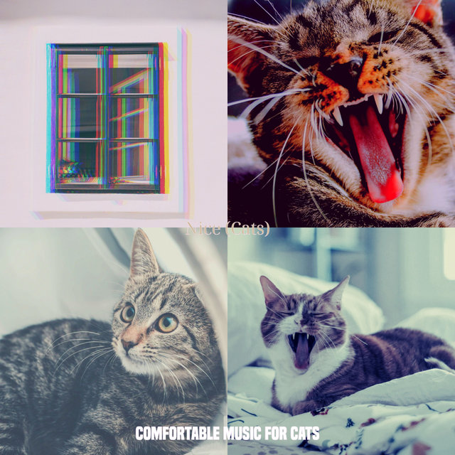 Nice (Cats)