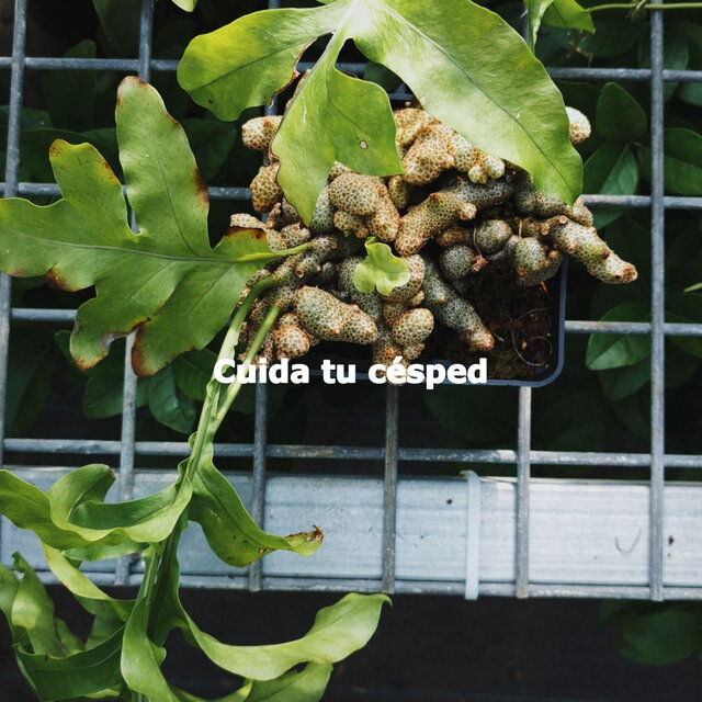 Cuida tu césped
