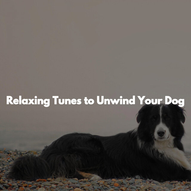 Relaxing Tunes to Unwind Your Dog
