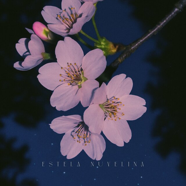 Sakura Além da Noite