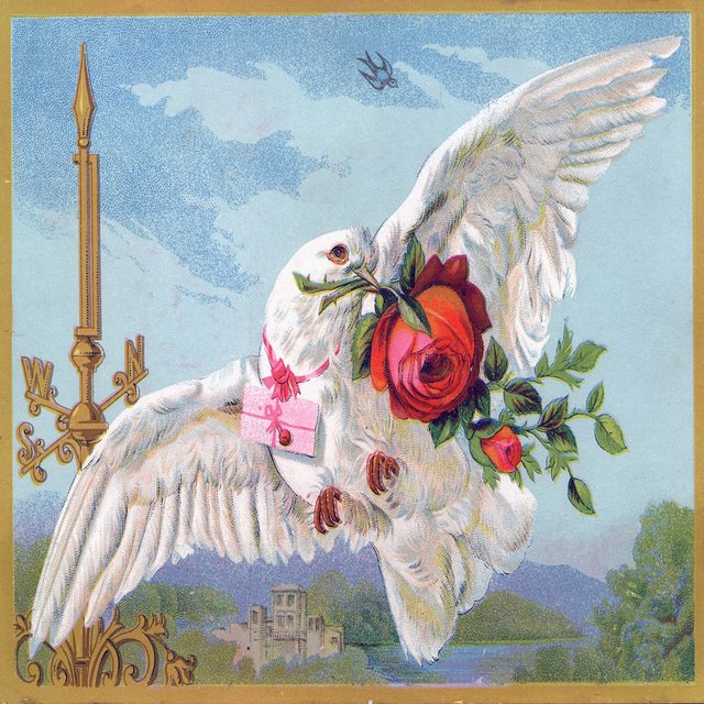 Fly Like a Dove