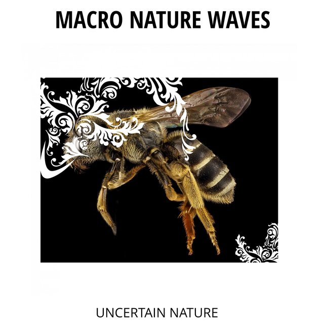 Macro Nature Waves - Uncertain Nature