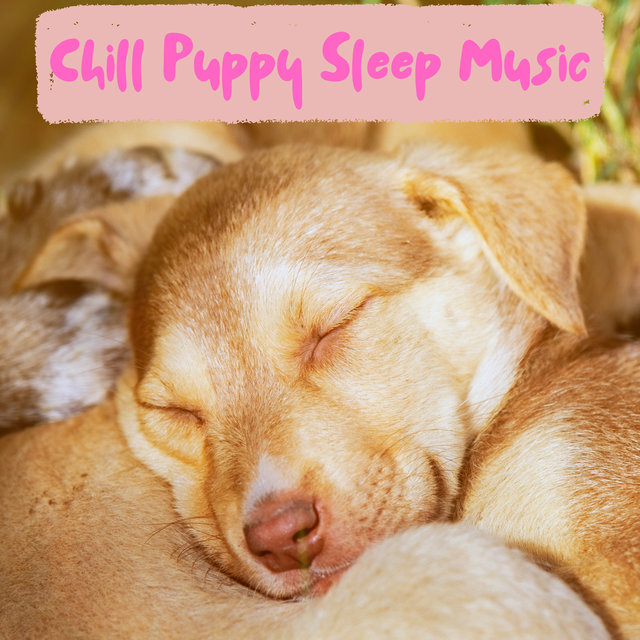 Puppy Sleep Music Playlist - Chill Beats For Sleeping Puppies Undisturbed Sleep