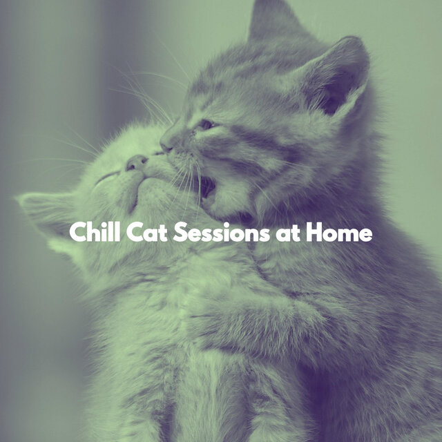 Chill Cat Sessions at Home