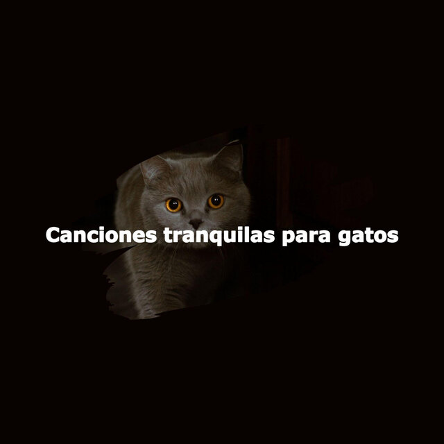 Canciones tranquilas para gatos