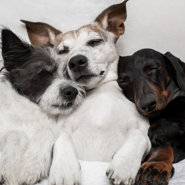 Doggie Dreams: Lounge Cuddles with Jazz