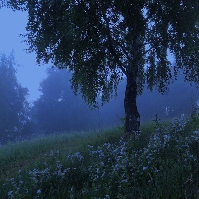 Forest Murmurs