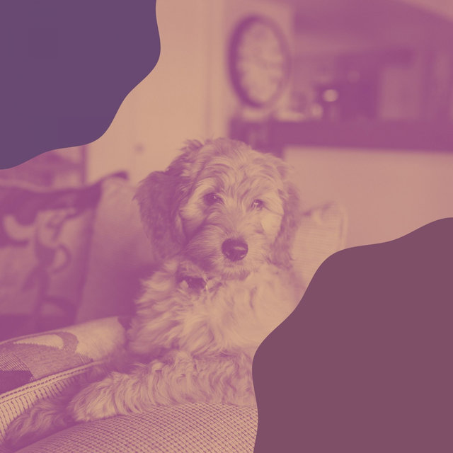 Bgm for Calming Your Dog