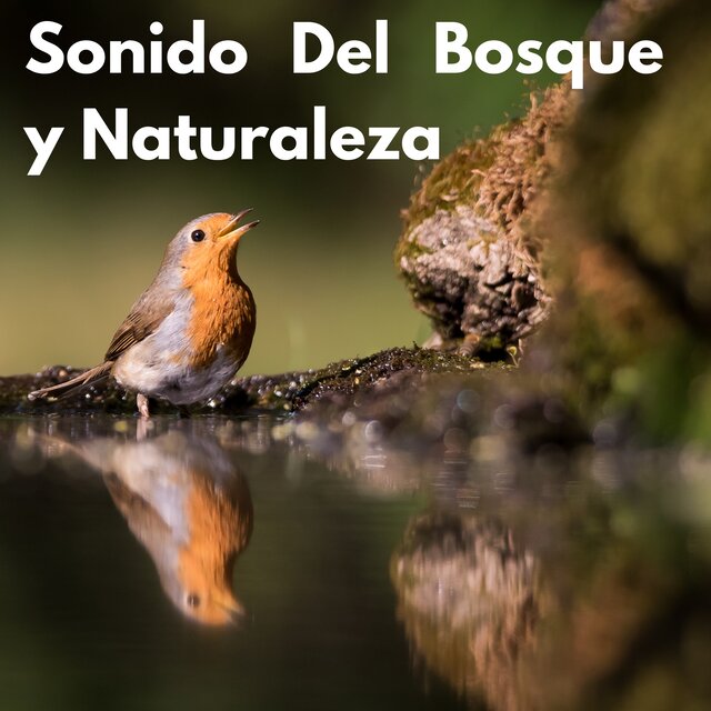 Sonido Del Bosque y Naturaleza