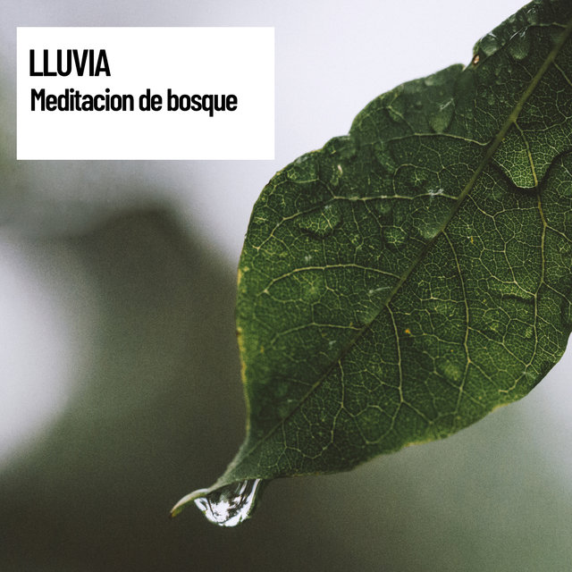 En Paz Total: Lluvia: Meditacion de bosque