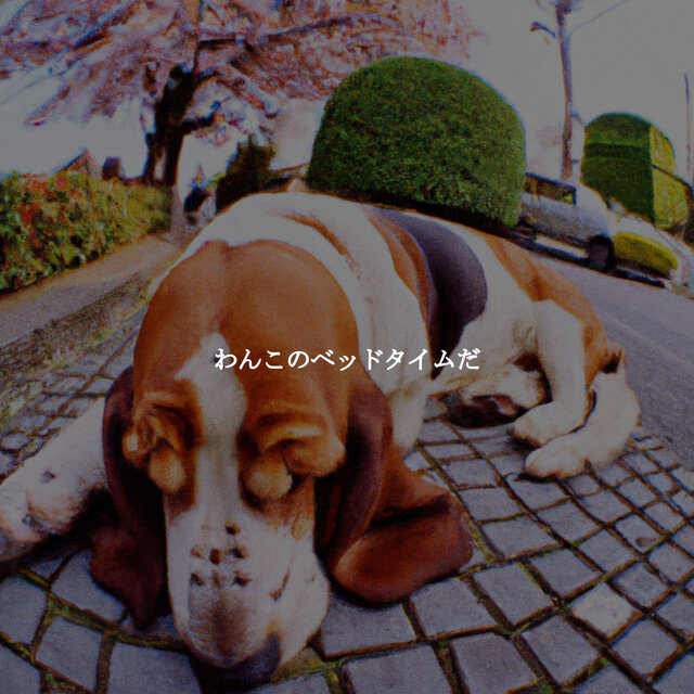 わんこのベッドタイムだ