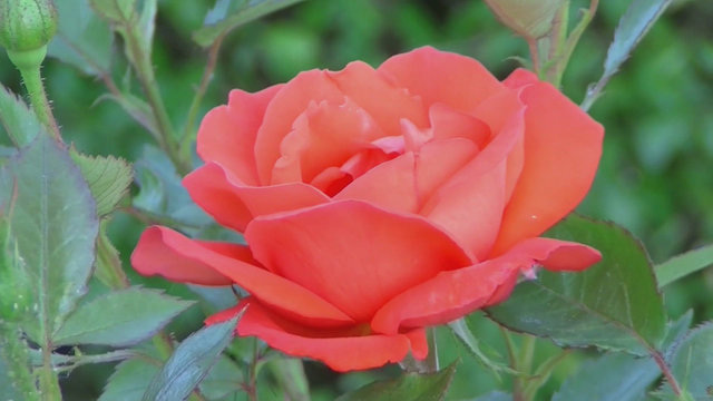 Efflorescence