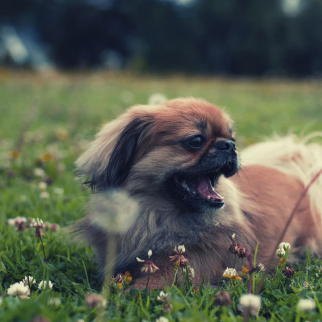 Resting Puppies - Simplistic