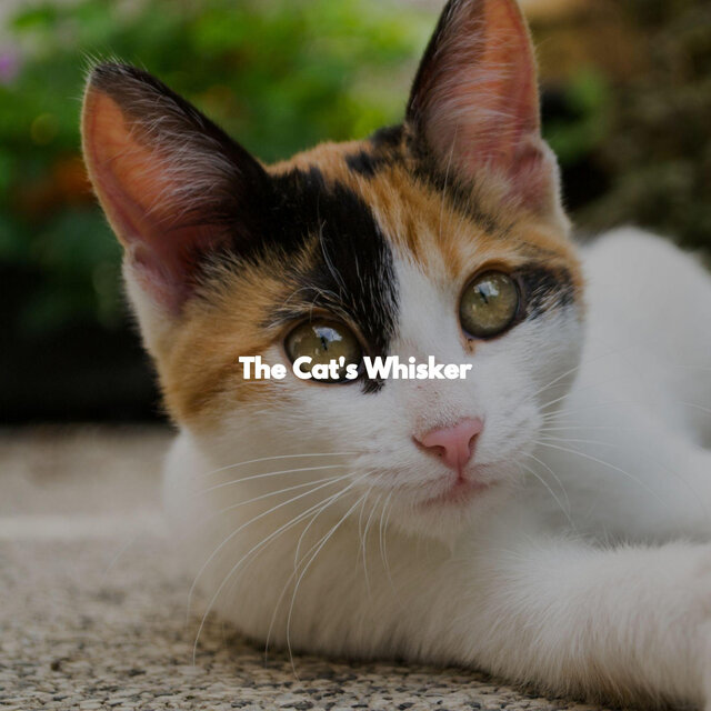 The Cat's Whisker
