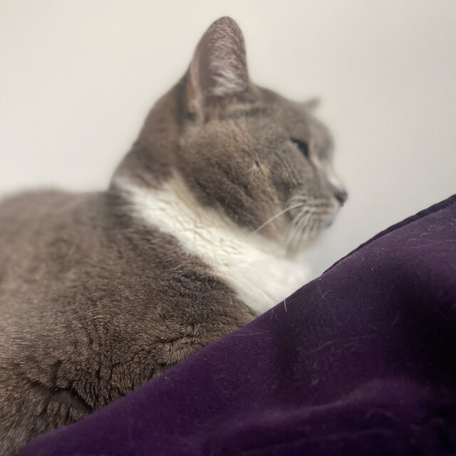 Totoro
