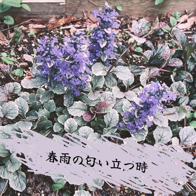spring rain smells (feat. HATSUNE MIKU)