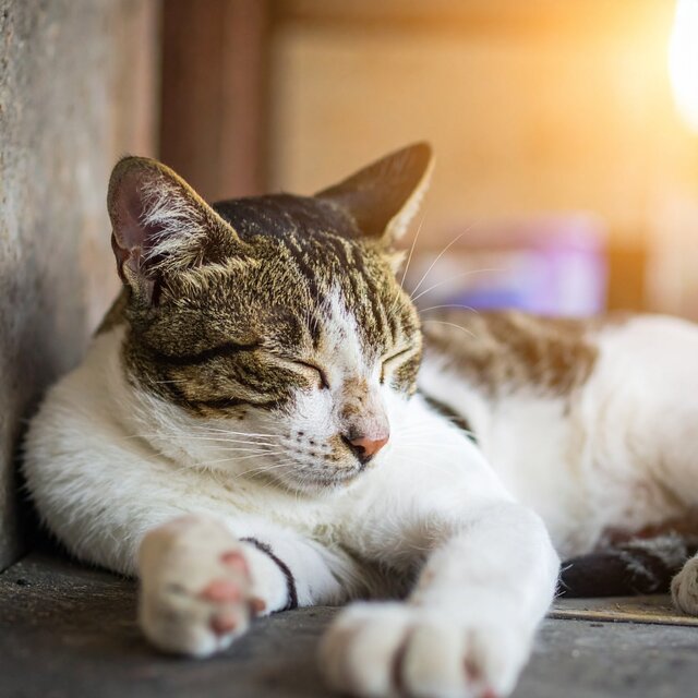 Música Tranquilizadora Para Gatos Relajados