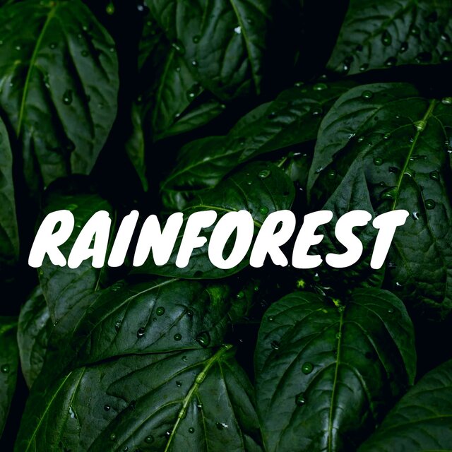 Rainforest