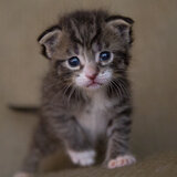 Baby Cat Training
