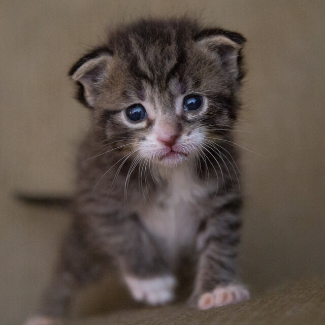 Sad Cat get Happy Meditation