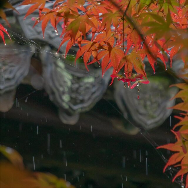 雪雨风